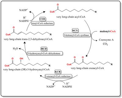 GFP Scaffold-Based Engineering for the Production of Unbranched Very Long Chain Fatty Acids in Escherichia coli With Oleic Acid and Cerulenin Supplementation